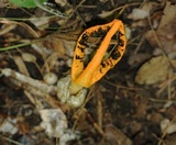 Pseudocolus fusiformis image
