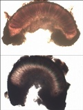 Sarcogyne fallax image