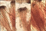 Sarcogyne fallax image