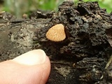 Crepidotus mollis image