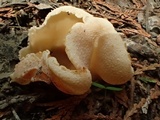 Peziza repanda image