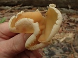 Peziza repanda image
