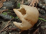 Peziza repanda image