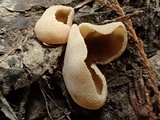 Peziza repanda image