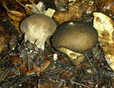 Lycoperdon umbrinum image