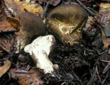 Lycoperdon umbrinum image