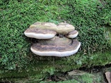 Fomitopsis ochracea image