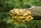 Pleurotus citrinopileatus image