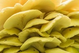 Pleurotus citrinopileatus image