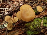 Kuehneromyces lignicola image