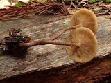 Kuehneromyces lignicola image