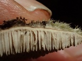 Cerrena unicolor image