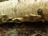 Cerrena unicolor image