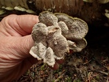 Cerrena unicolor image