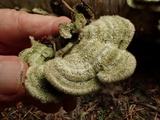 Cerrena unicolor image