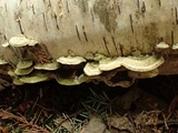 Cerrena unicolor image