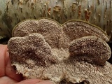 Cerrena unicolor image