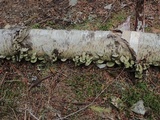 Cerrena unicolor image