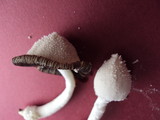 Coprinopsis nivea image