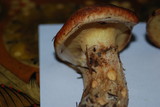 Suillus caerulescens image
