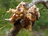 Endocronartium harknessii image