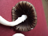 Coprinopsis nivea image