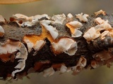 Cronartium coleosporioides image