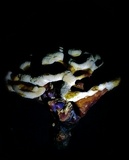 Ganoderma multipileum image