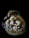 Ganoderma multipileum image