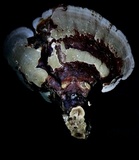 Ganoderma multipileum image