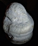 Fomes inzengae image