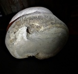 Fomes inzengae image