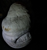 Fomes inzengae image