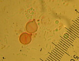 Clavulinopsis laeticolor image