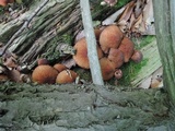 Psathyrella delineata image