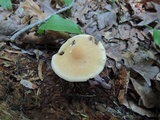 Agrocybe acericola image