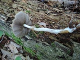 Agrocybe acericola image