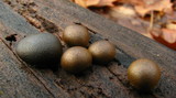 Lycogala epidendrum image
