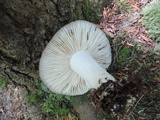 Megacollybia rodmanii image