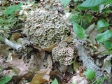 Polyporus umbellatus image