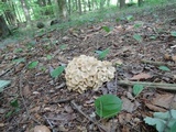 Polyporus umbellatus image