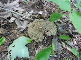 Polyporus umbellatus image