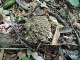Polyporus umbellatus image