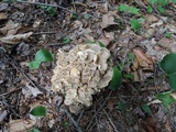 Polyporus umbellatus image