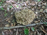 Polyporus umbellatus image