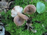 Lactarius quietus var. incanus image