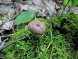 Lactarius quietus image