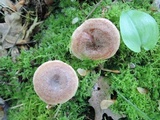 Lactarius quietus image
