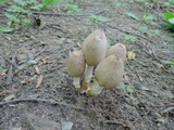 Coprinopsis acuminata image