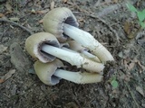 Coprinopsis acuminata image